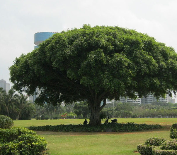 榕树水培快生根法是什么呢