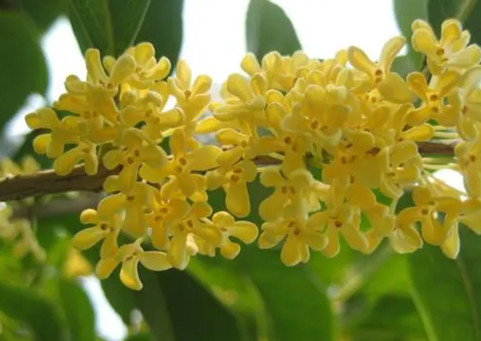 桂花喜欢什么粪