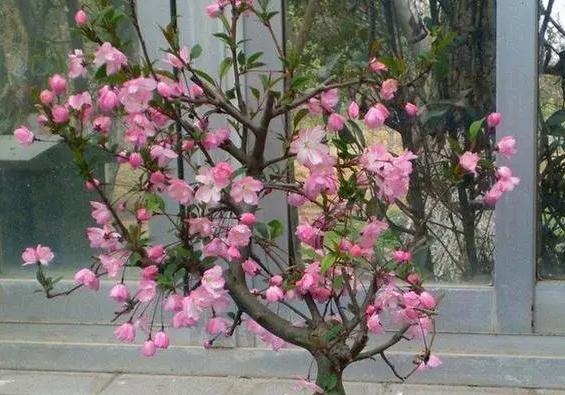 海棠花的修剪时间和方法