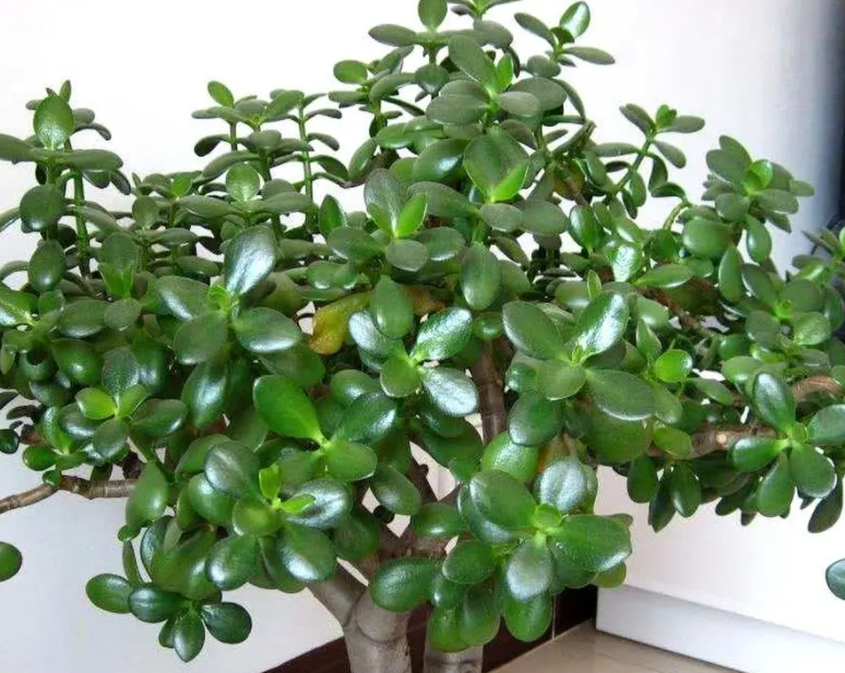 玉树用什么肥料比较好