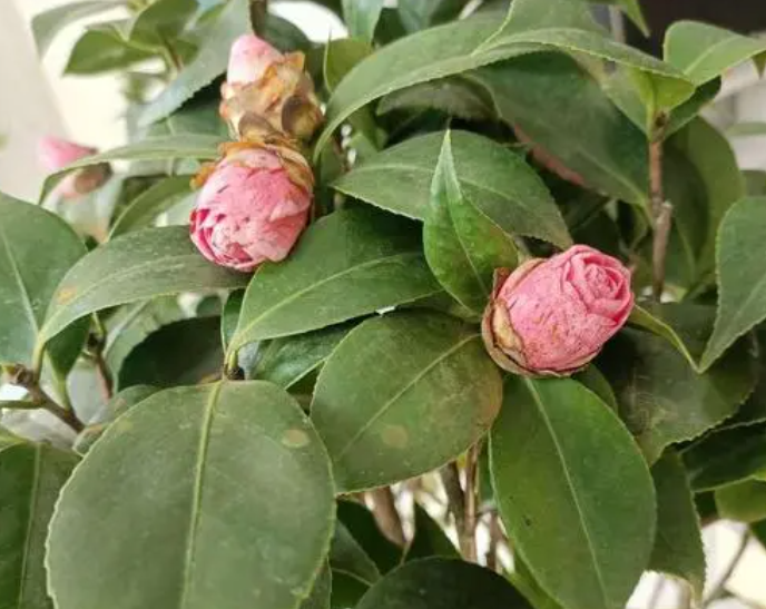 山茶花花骨朵干枯的原因