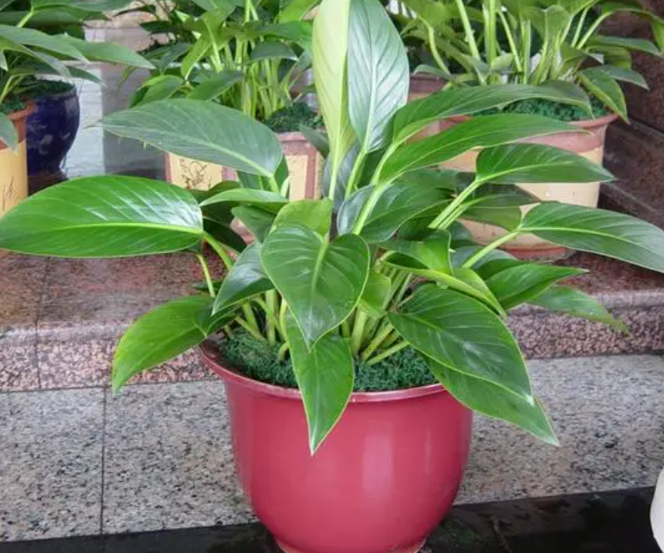 家庭最适合养的盆栽花卉有哪些