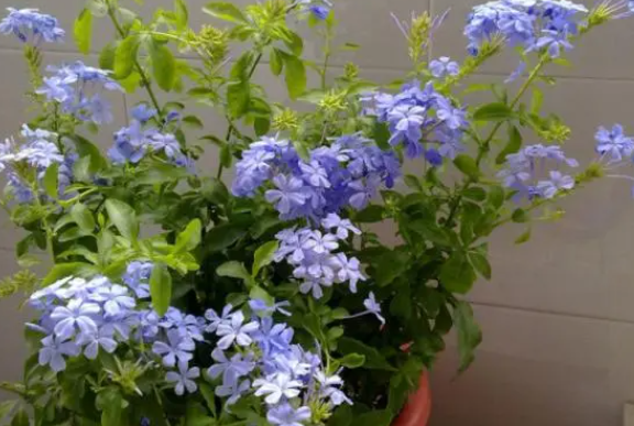 蓝雪花掐尖后还能长高吗