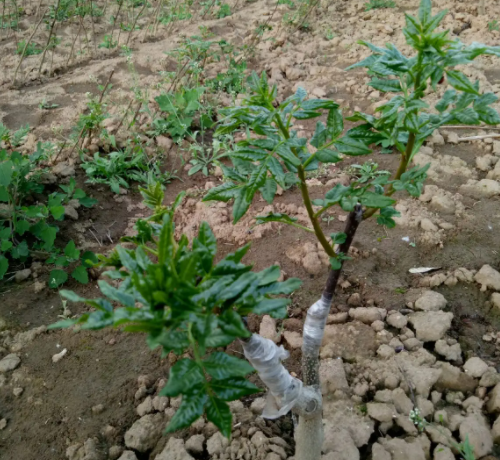 花椒可以嫁接在哪些树上