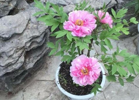 盆种芍药花的种植方法