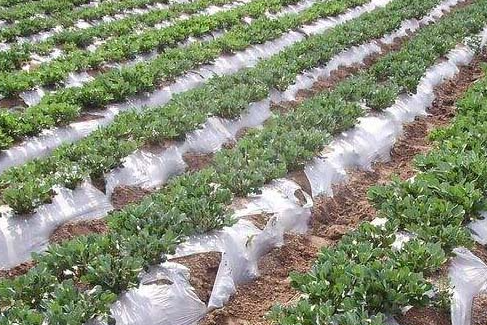 花生地膜覆盖高产栽培技术