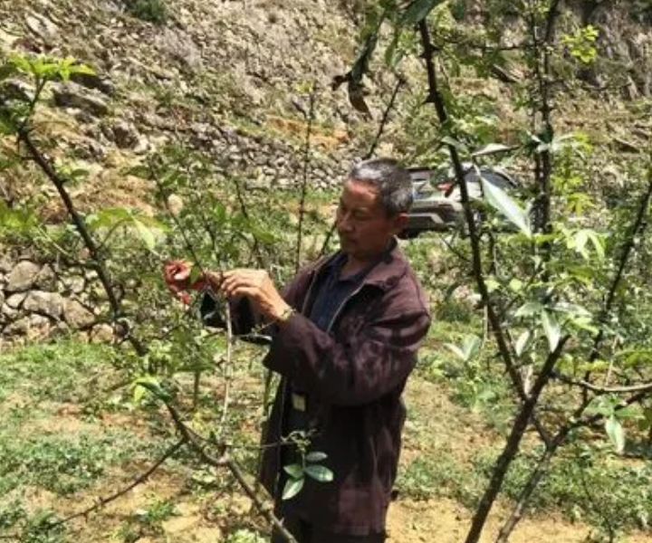 花椒树怎么修剪产量高