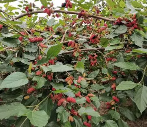 桑树多少年长出桑葚