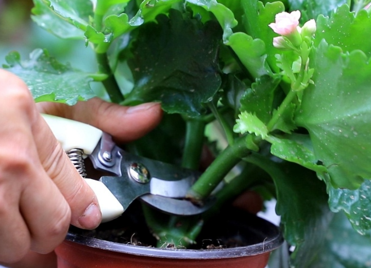 长寿花几月停止修剪