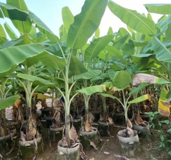 芭蕉树怎么种植