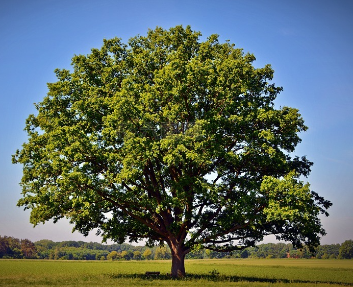 橡树的六种特点