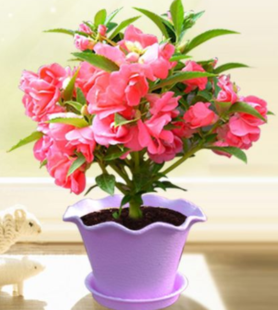 凤仙花适合什么样的花盆