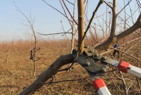 桃树枝条修剪的方法