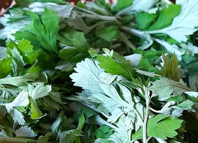 艾灰可以直接撒在花盆里吗