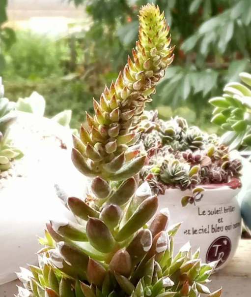 瓦松开花就意味他的死亡