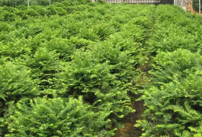 红豆杉树怎么种植