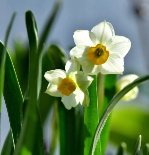 水仙花土培长得好慢