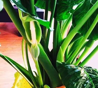 水观音花的养殖方法