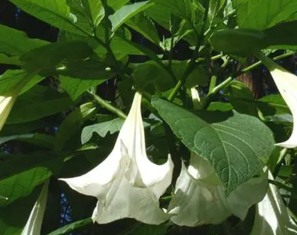 一斤酒泡几个曼陀罗花