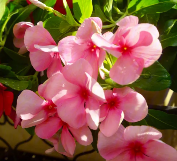 长春花为什么致癌