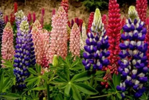 鲁冰花开败后怎么修剪