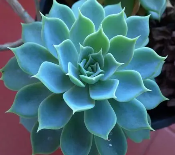 宝石花叶子变软发黄怎么办