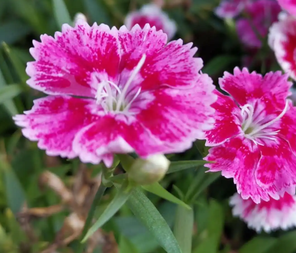 石竹花种子什么时候播种