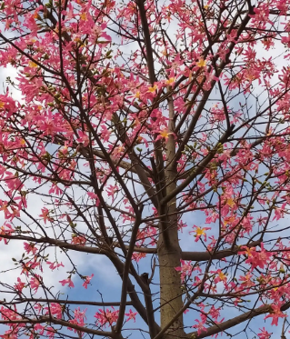 美人树最大长多大