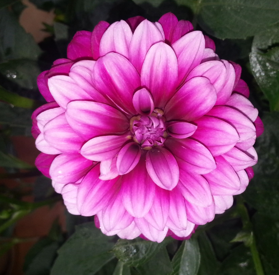 小丽花怎样修剪才能开花多