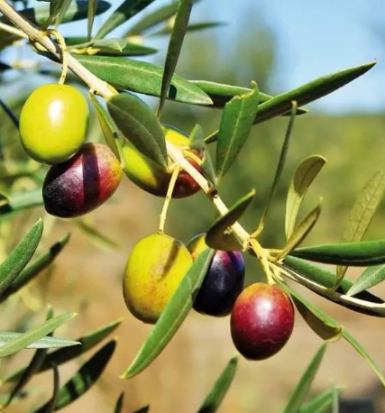 橄榄树什么时候种植最好