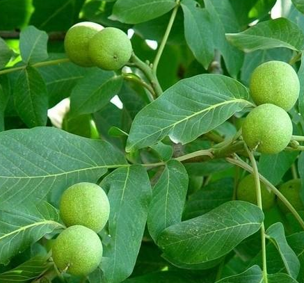 核桃树怎么扦插成活率高