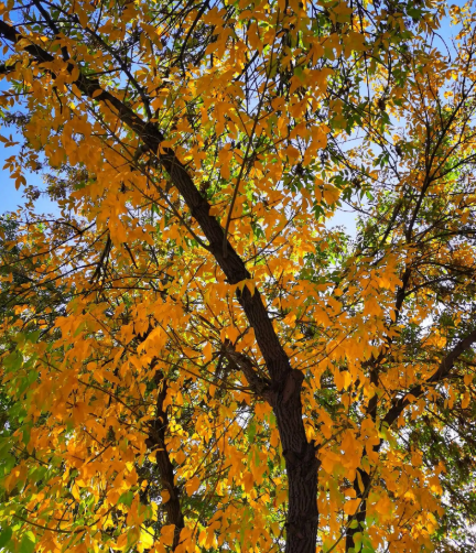 白蜡树秋季怎么种植