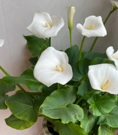 马蹄莲种下后多久能开花