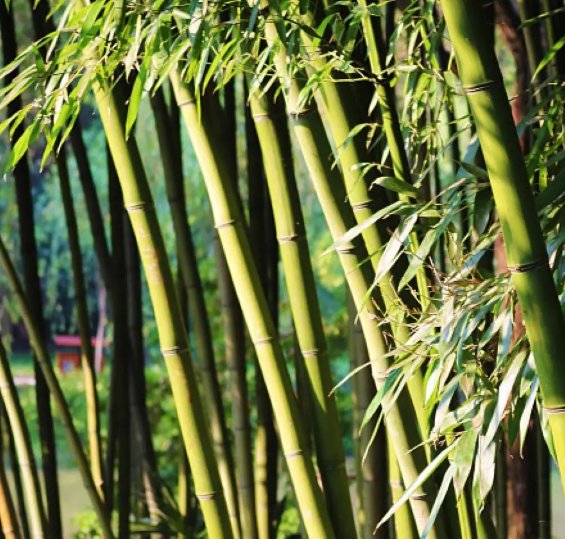 四川适合种什么植物