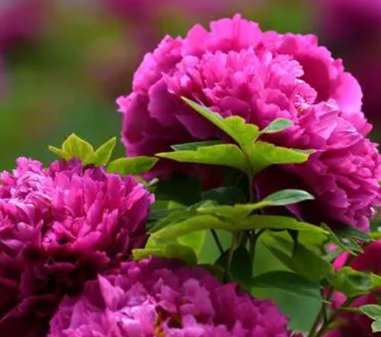 花开富贵怎么养盆栽