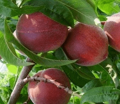 黑桃树苗什么品种好