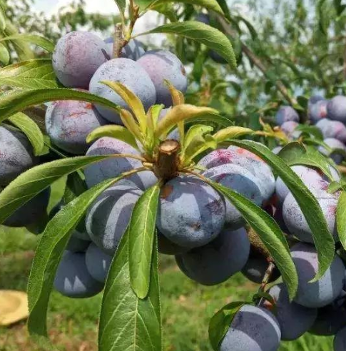 李子树修剪口诀