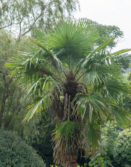 为什么北方不种棕榈树