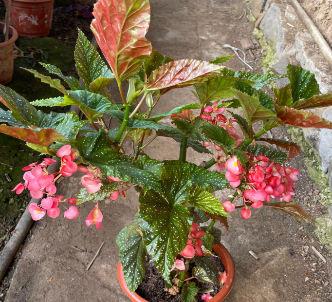 竹节海棠怎么种植