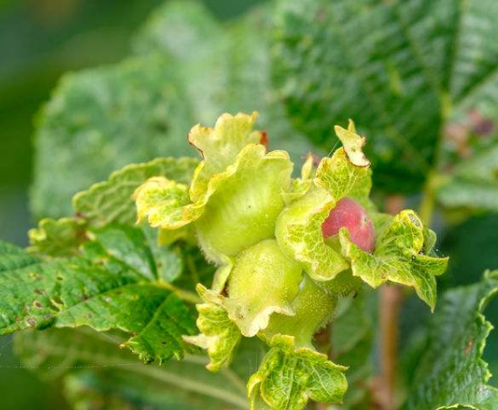 榛子树在什么枝上结果