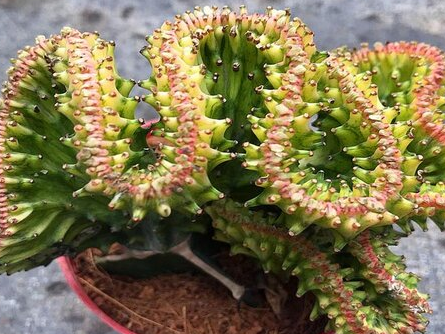 家里养麒麟花好不好