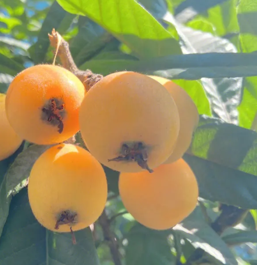 枇杷树9月花芽长什么样