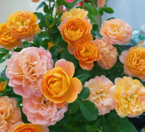 果汁阳台花期多长