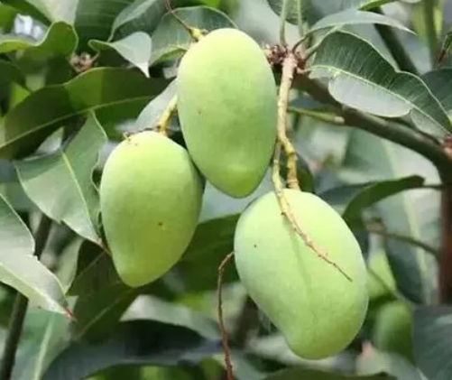 芒果树是什么样的