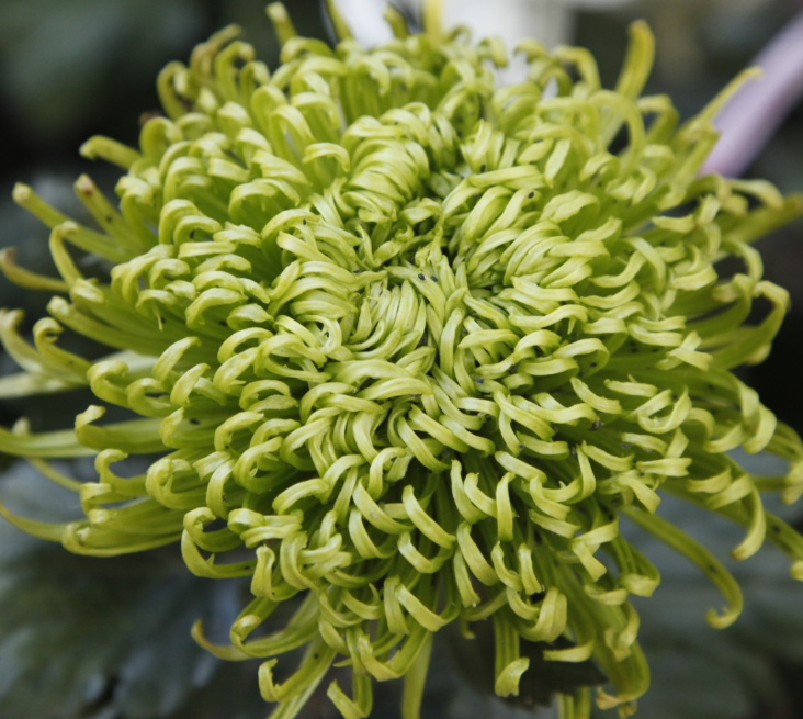 菊花剪枝要怎样剪