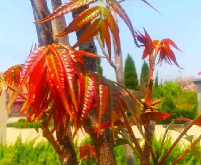 香椿树怎么培育