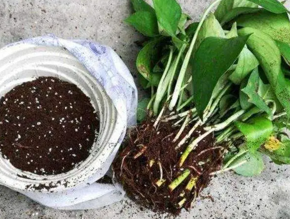 花盆需要换土吗