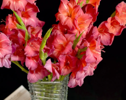 剑兰插花瓶水养怎么养