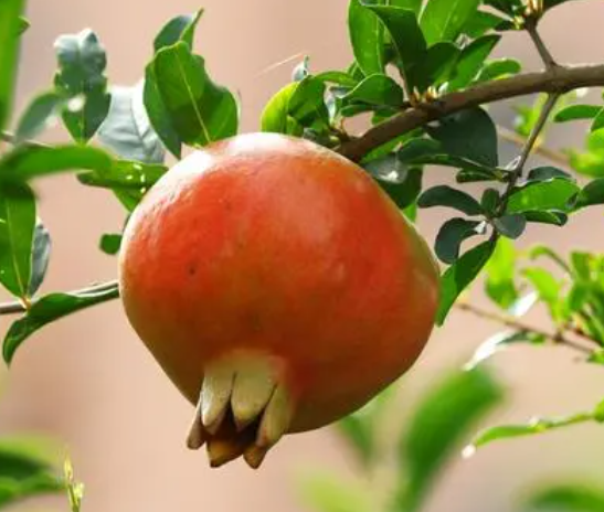 庭院栽石榴树好吗