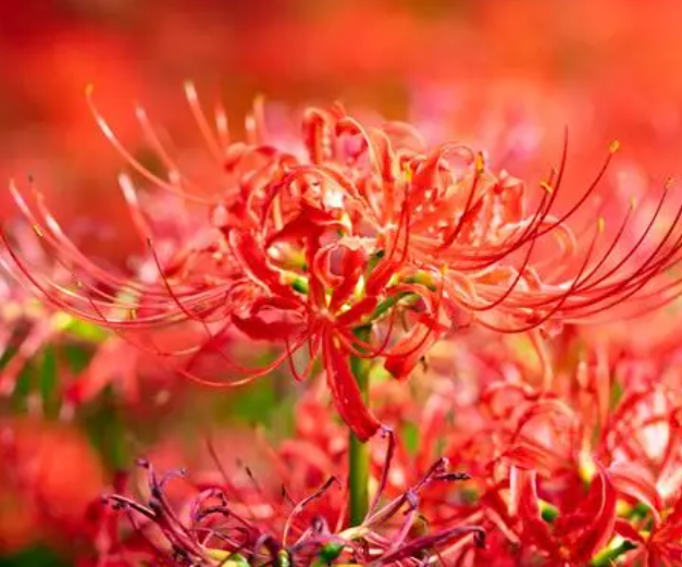 彼岸花为什么叫死人花